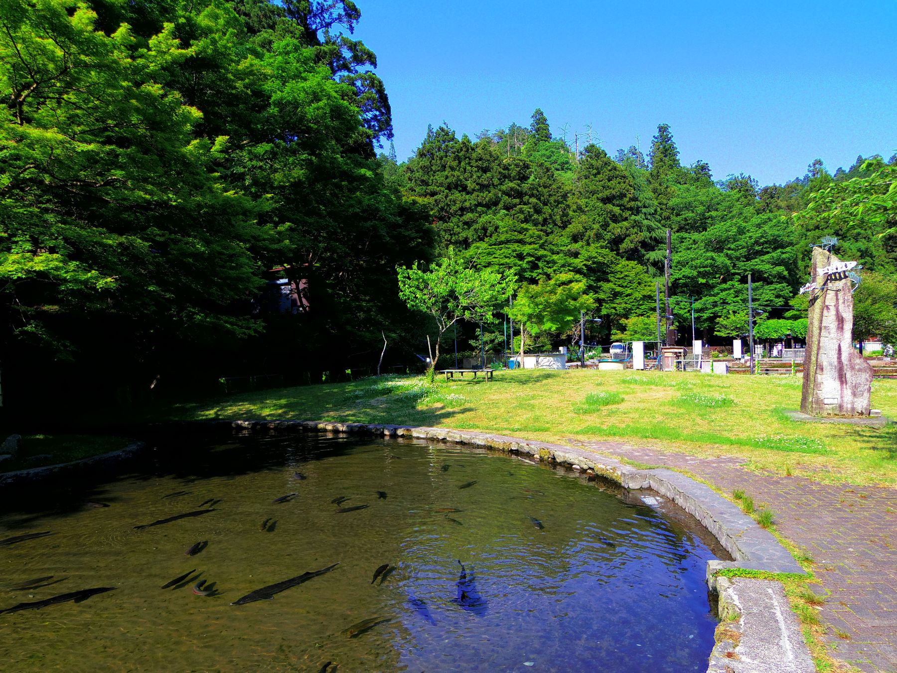 緑に囲まれた醒井養鱒場の飼育池